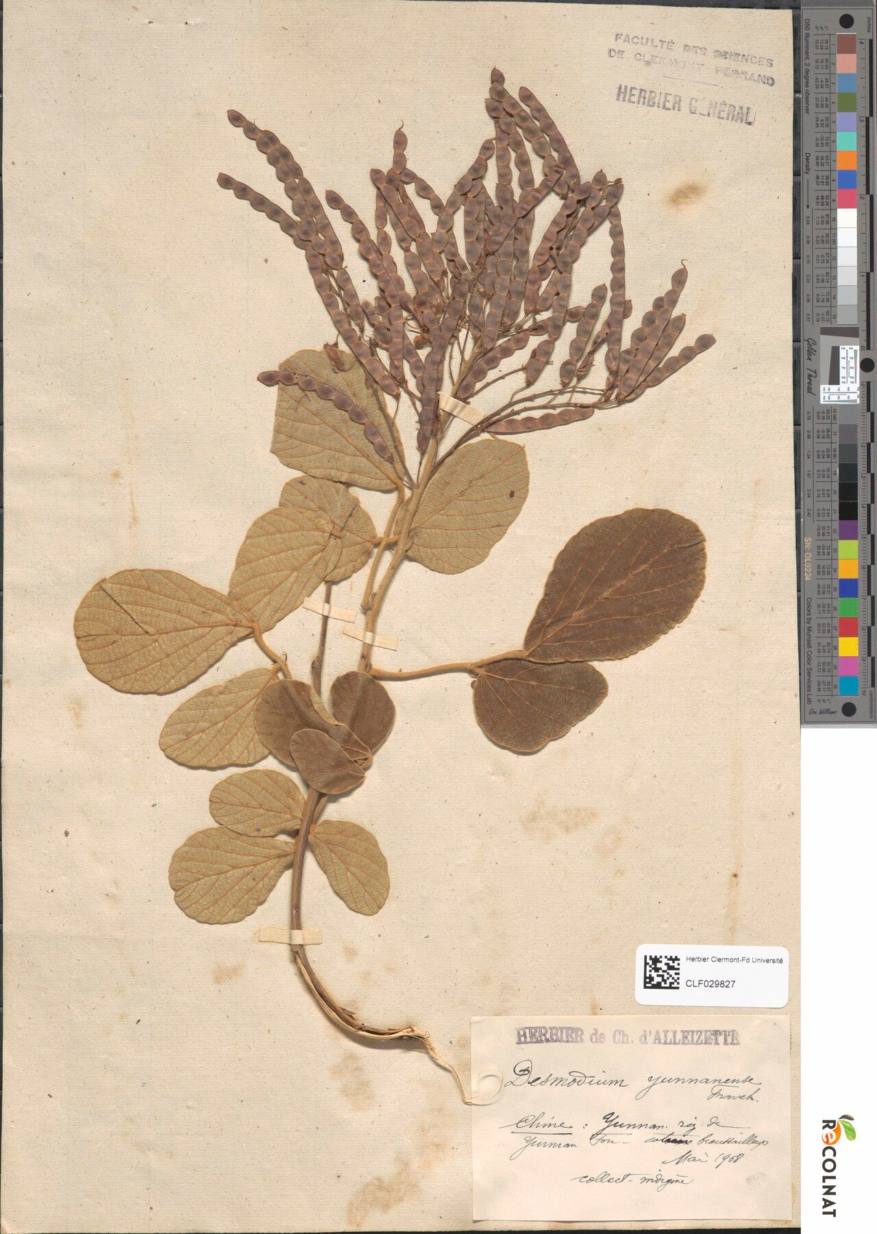 Grona juruenensis — houseplant care guide