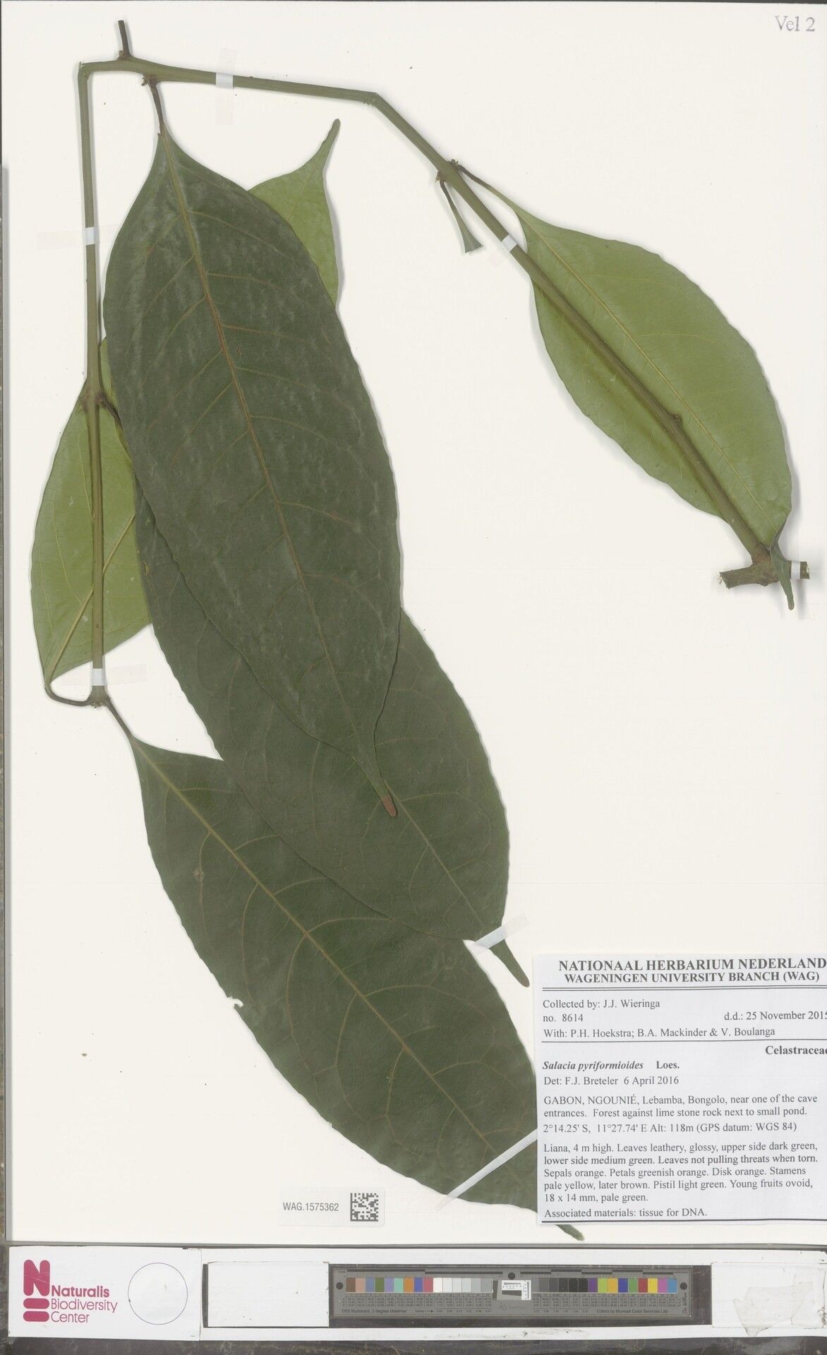 Salacia pyriformioides — houseplant care guide