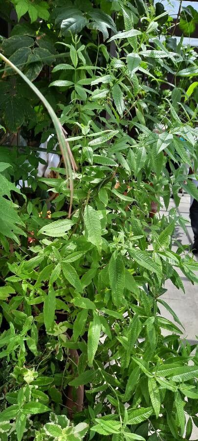 Lippia triphylla leaf