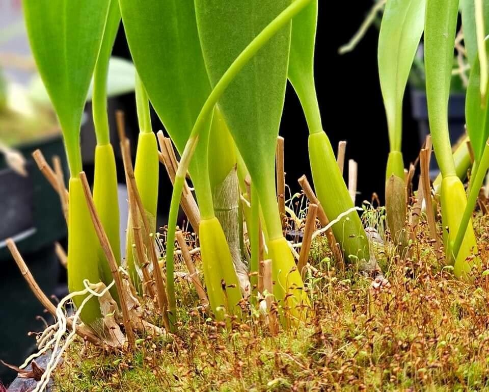 Bulbophyllum unitubum — houseplant care guide