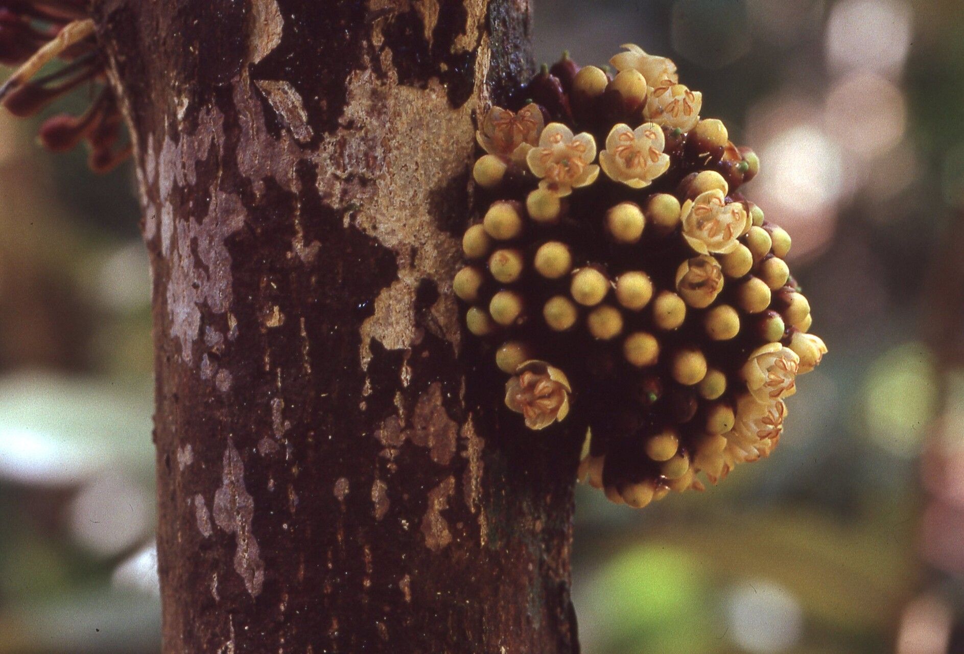 Englerophytum stelechantha — houseplant care guide