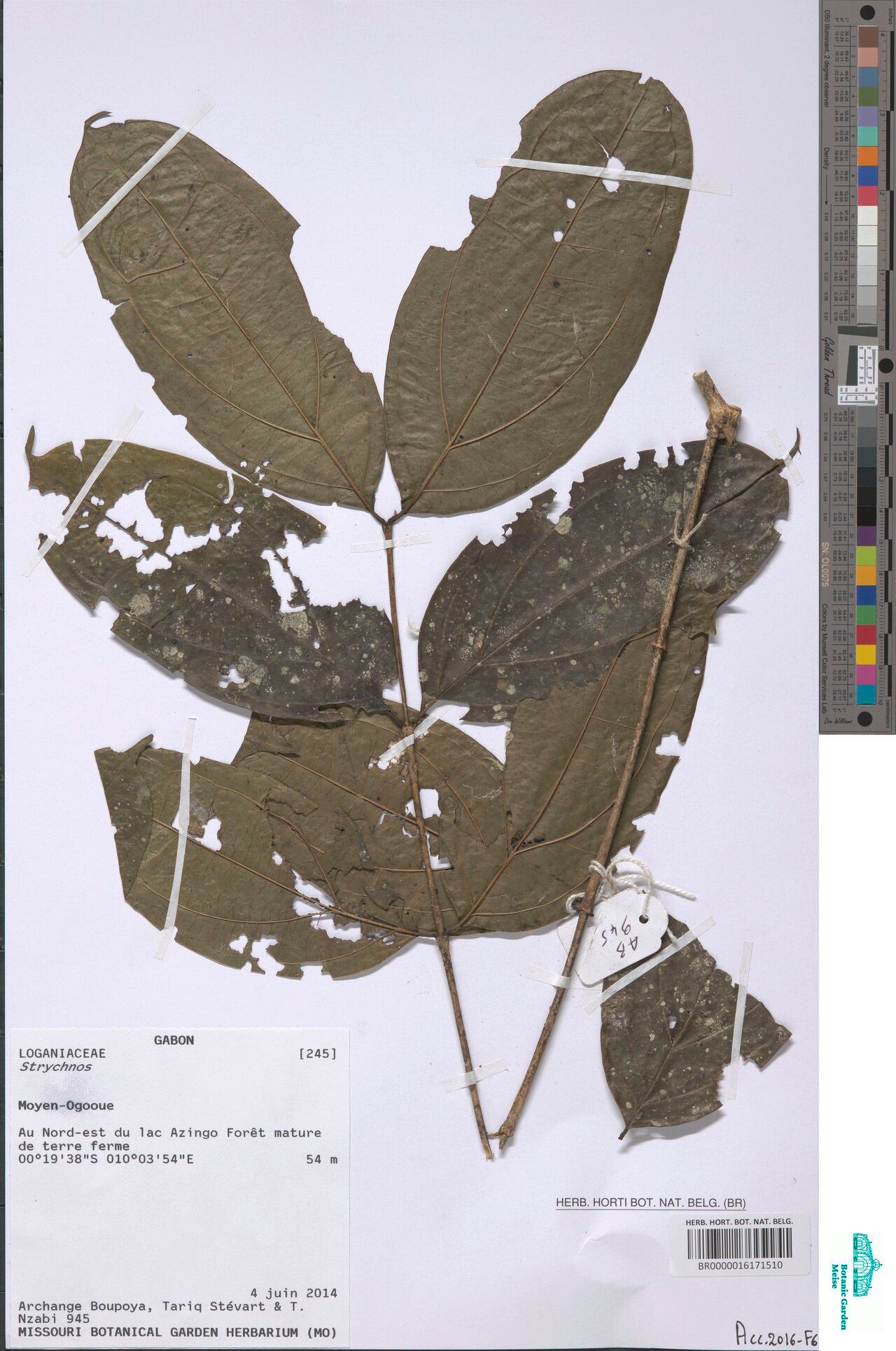 Strychnos ternata — houseplant care guide