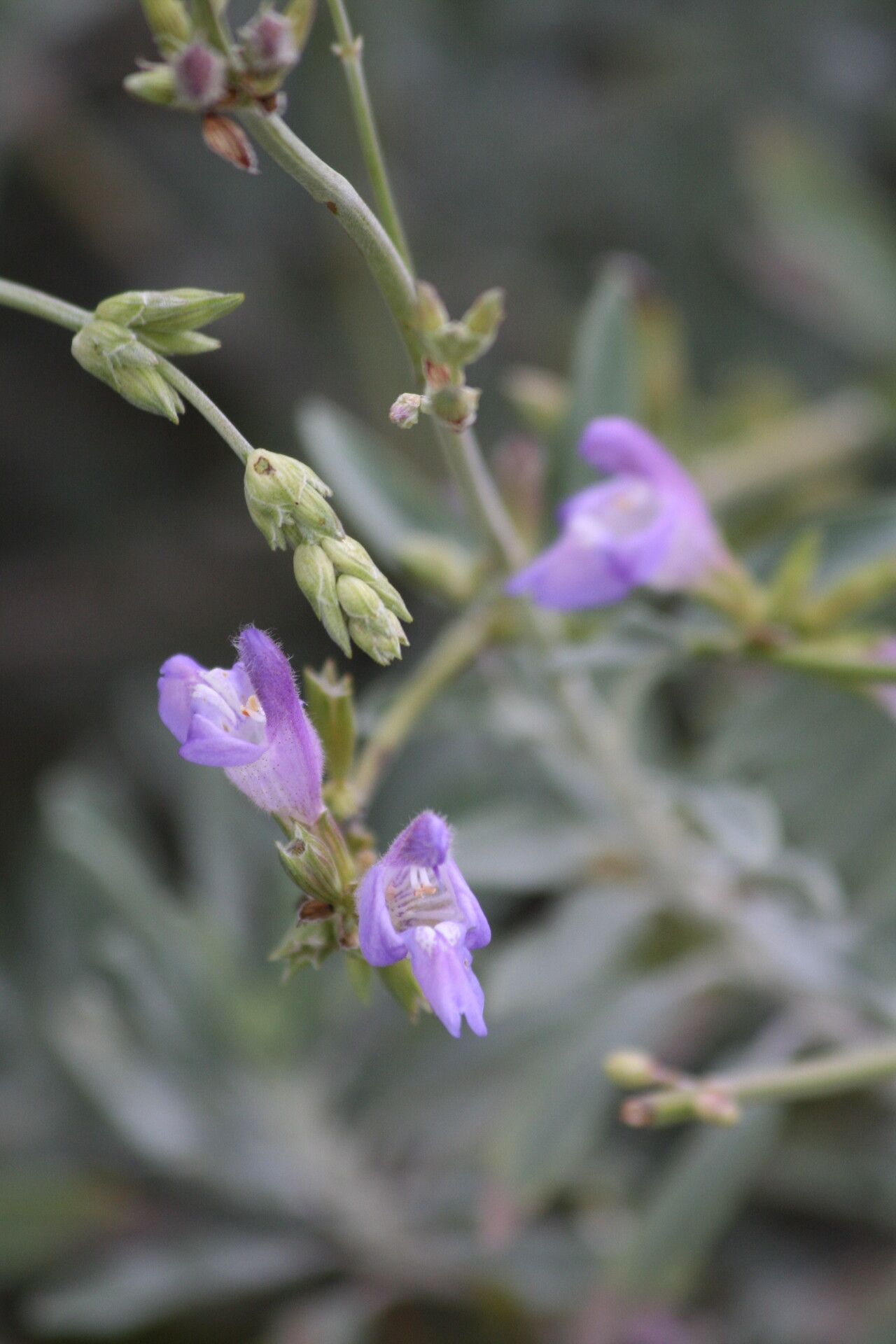Salvia blancoana flower