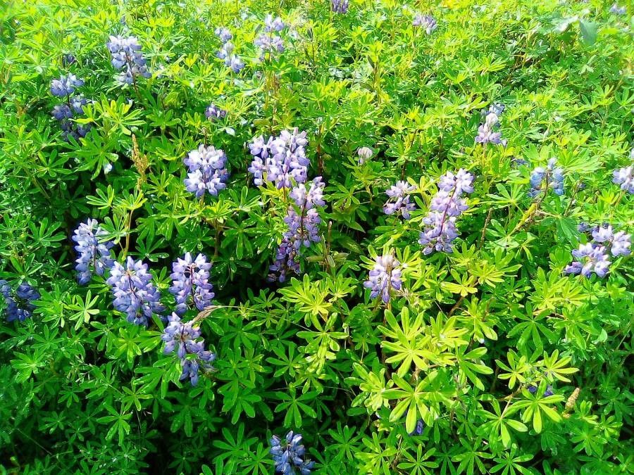 Lupinus arcticus — search result for 'Lupinus'