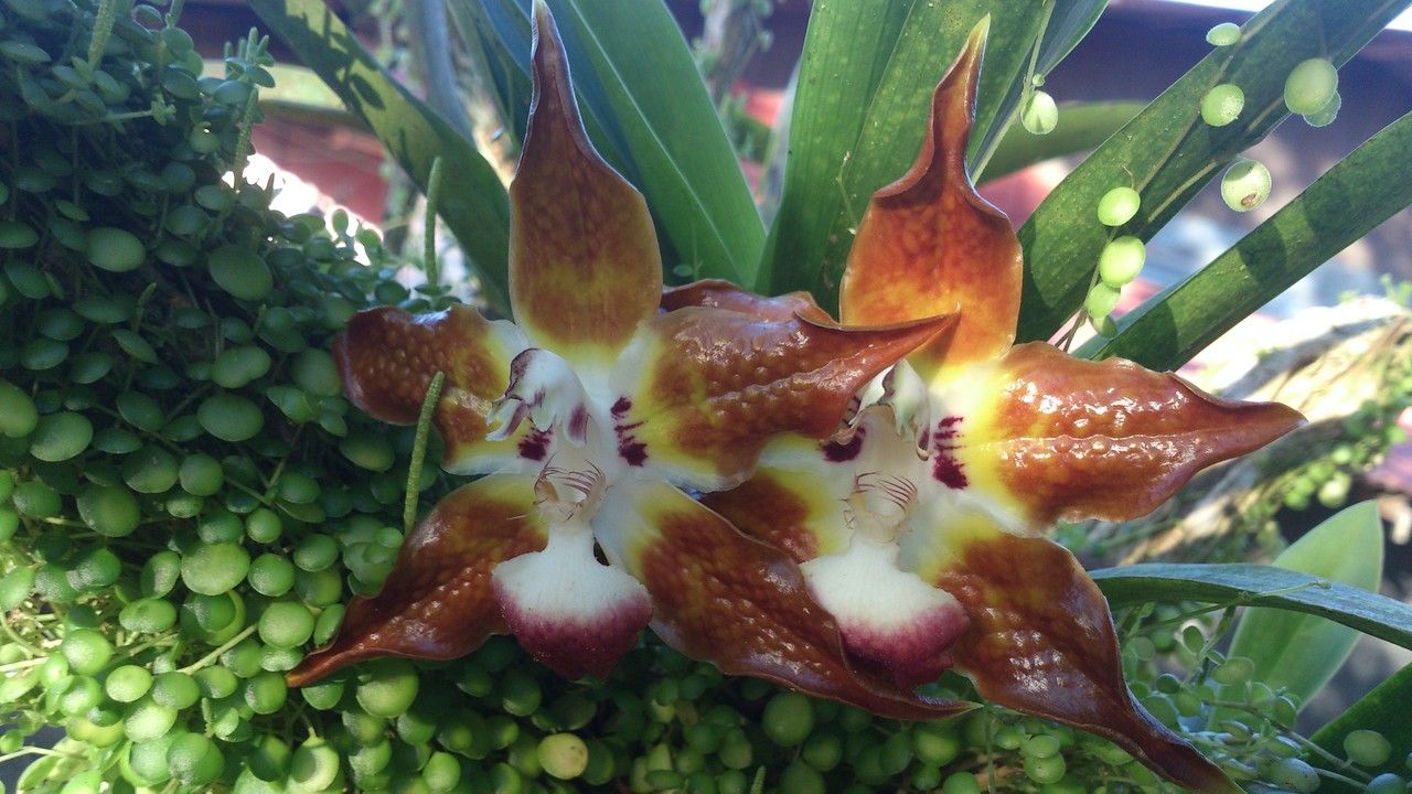 Huntleya burtii flower