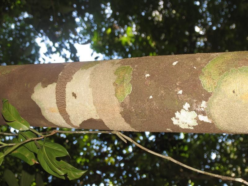 Brosimum oligandrum bark