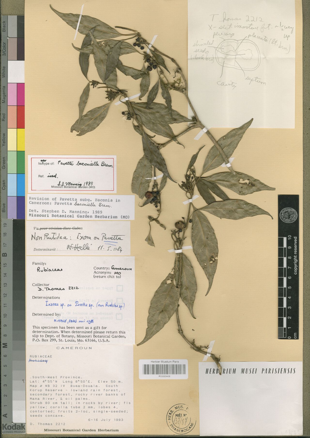 Pavetta baconiella — related species from the same genus