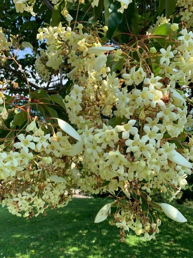Emmenopterys henryi flower
