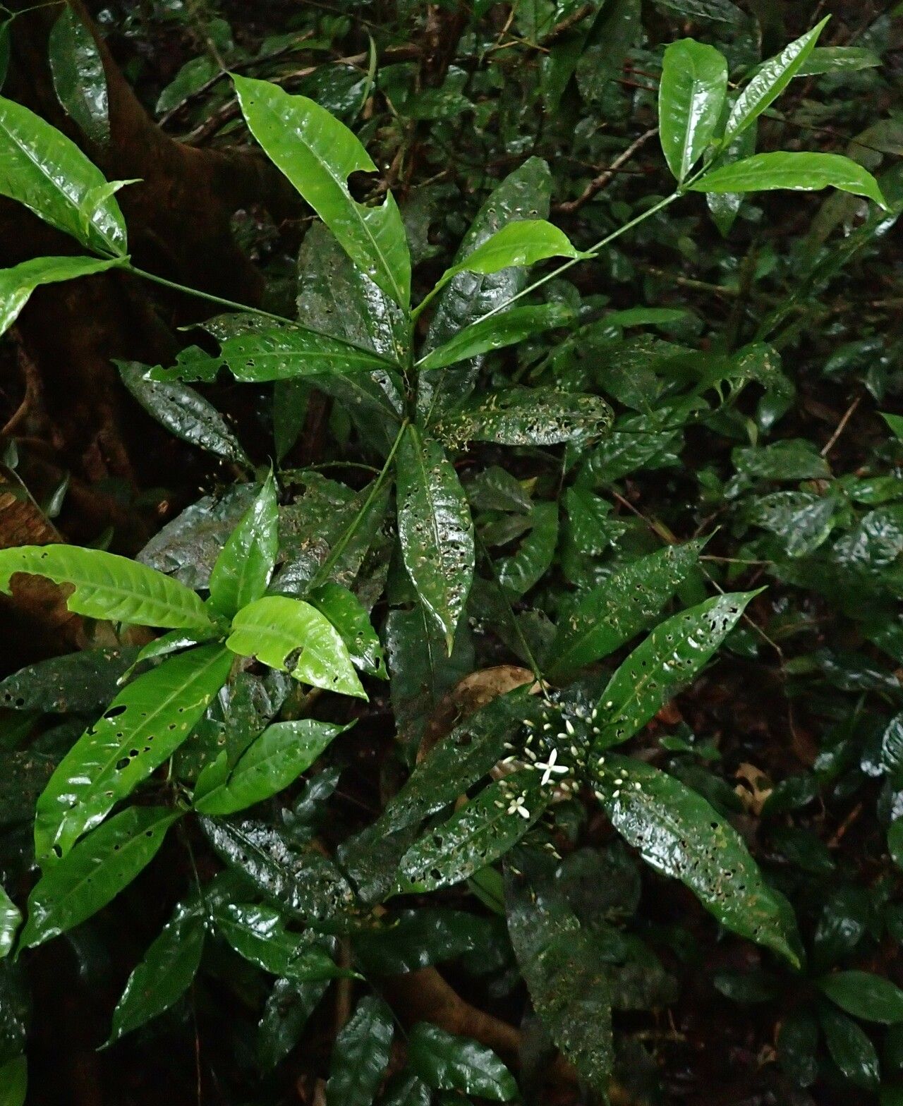 Pavetta bidentata habit