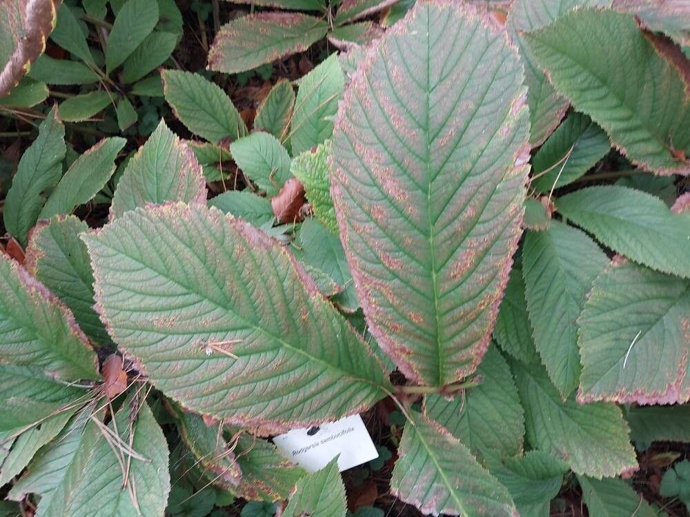 Rodgersia sambucifolia — related species from the same genus
