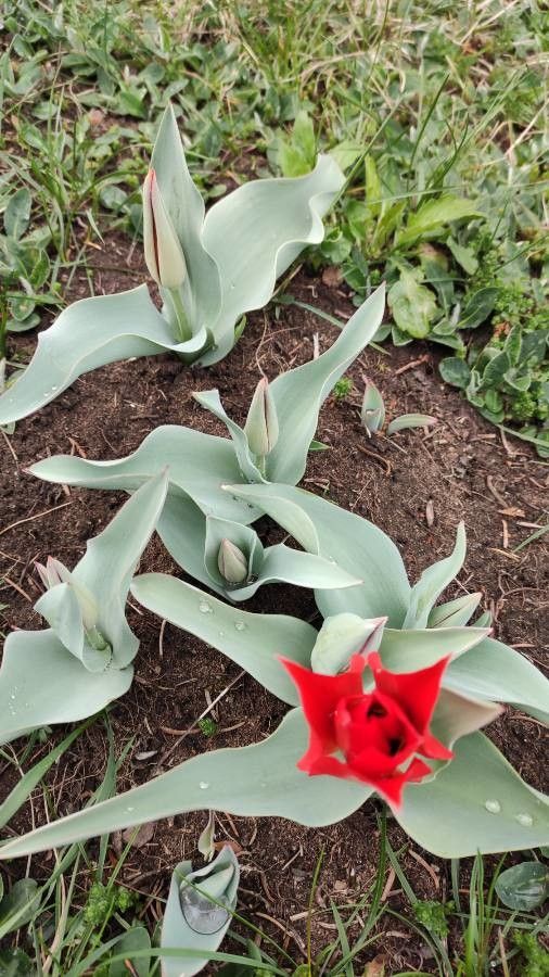 Tulipa eichleri habit