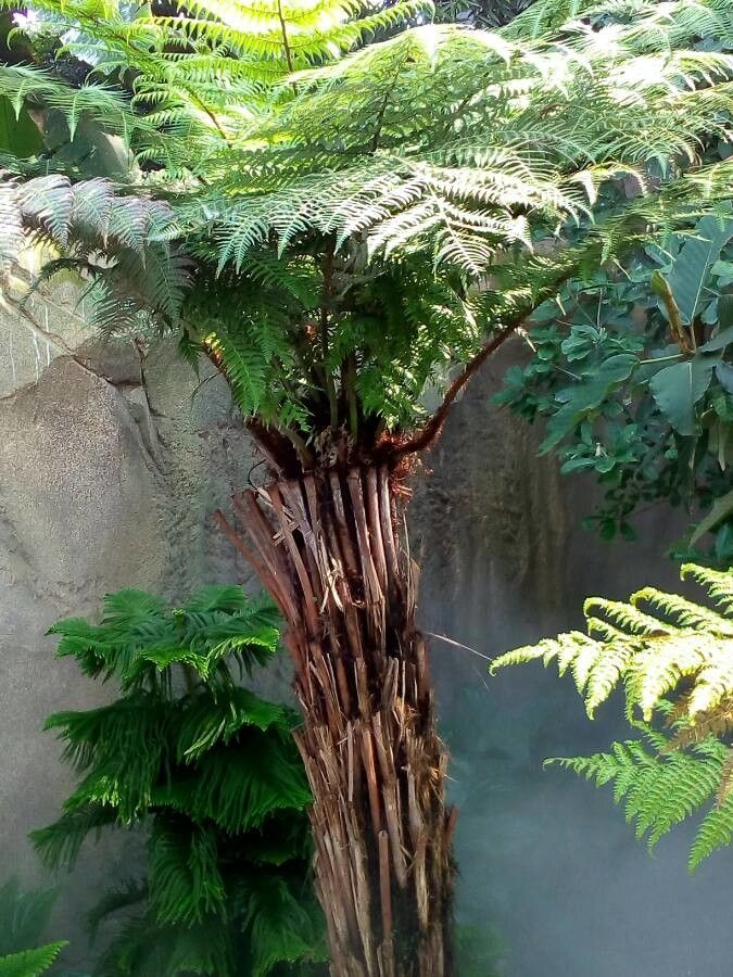 Alsophila tricolor bark