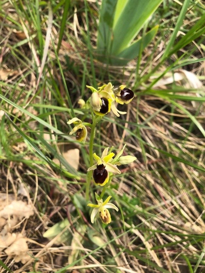 Ophrys aranifera leaf