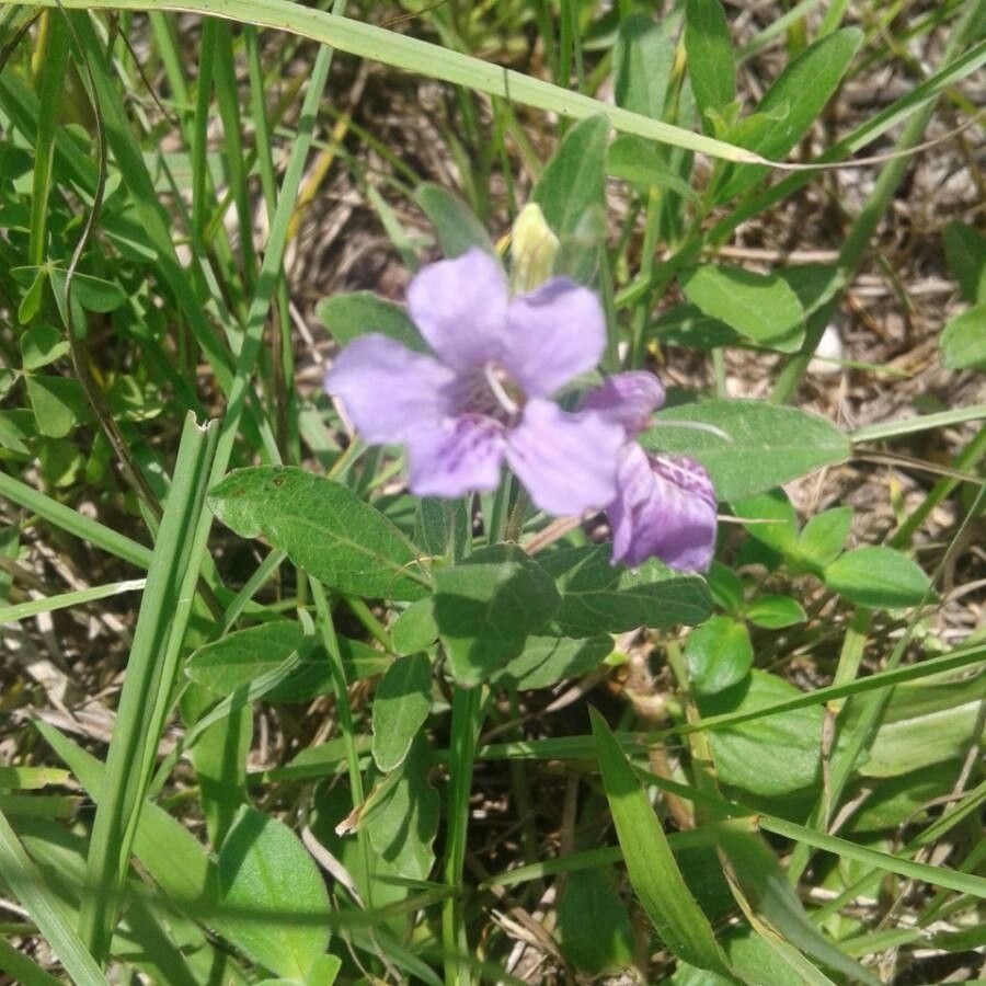 Dyschoriste oblongifolia leaf