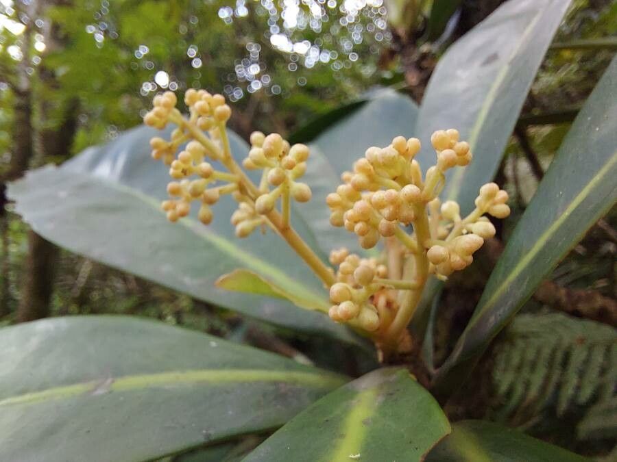 Badula nitida flower