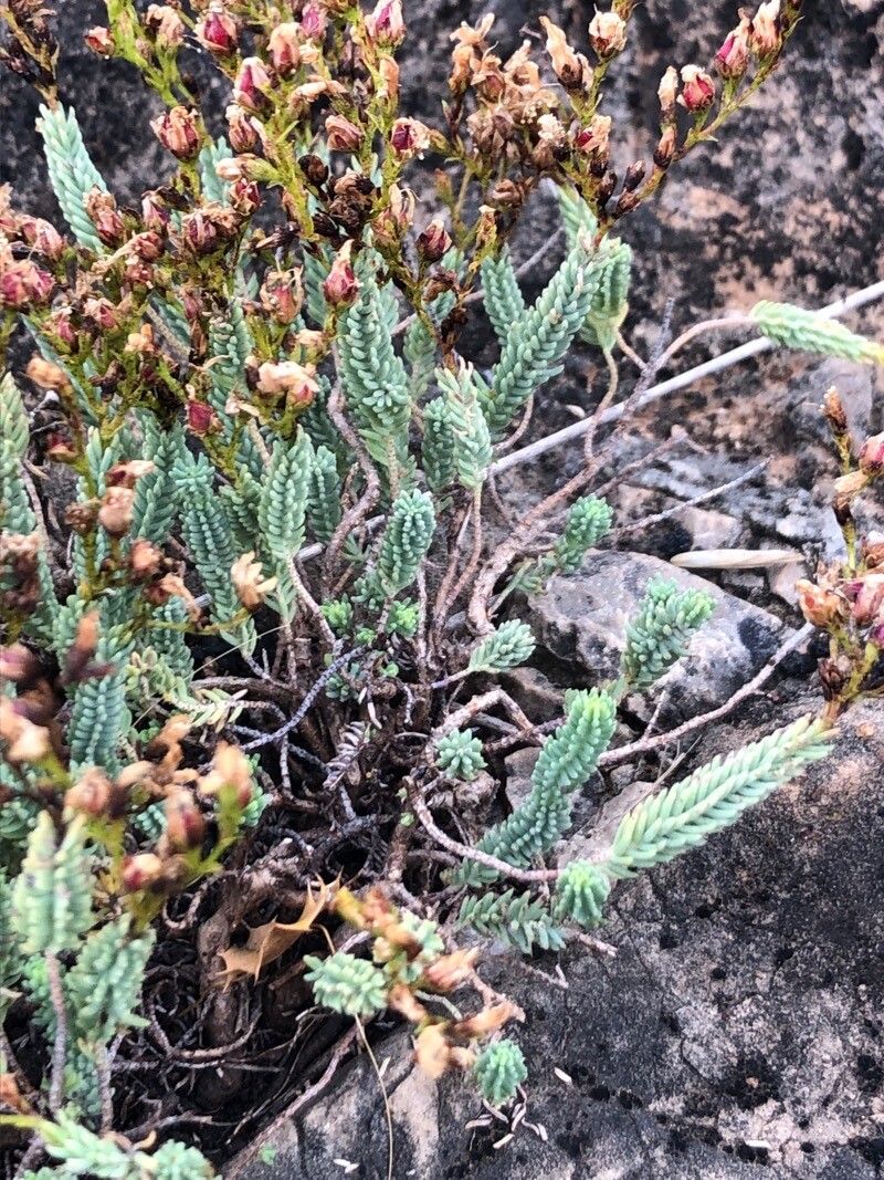 Hypericum ericoides — search result for 'Tunisia'