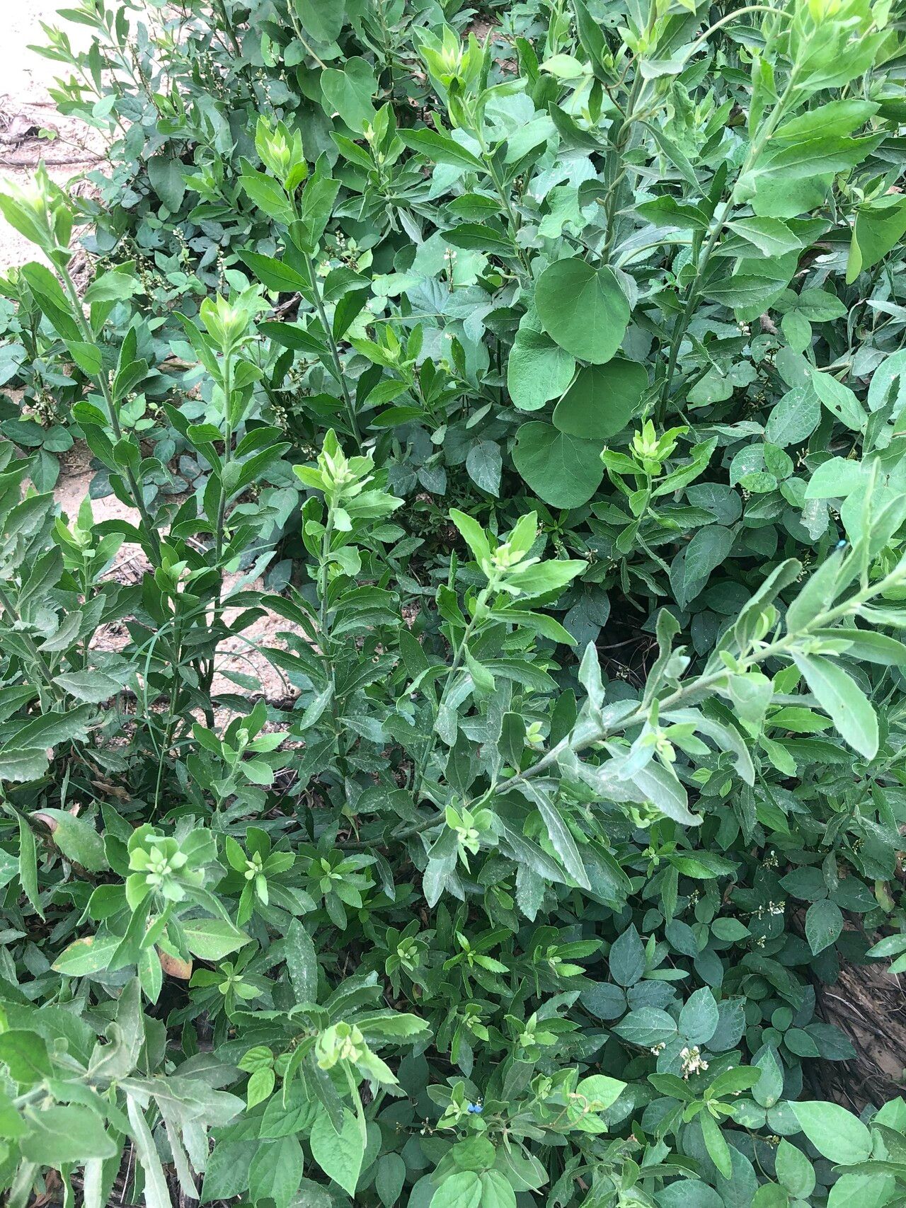 Pluchea bojeri habit