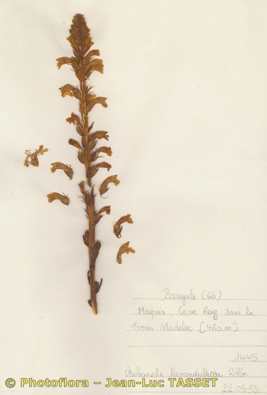 Orobanche inexspectata — houseplant care guide