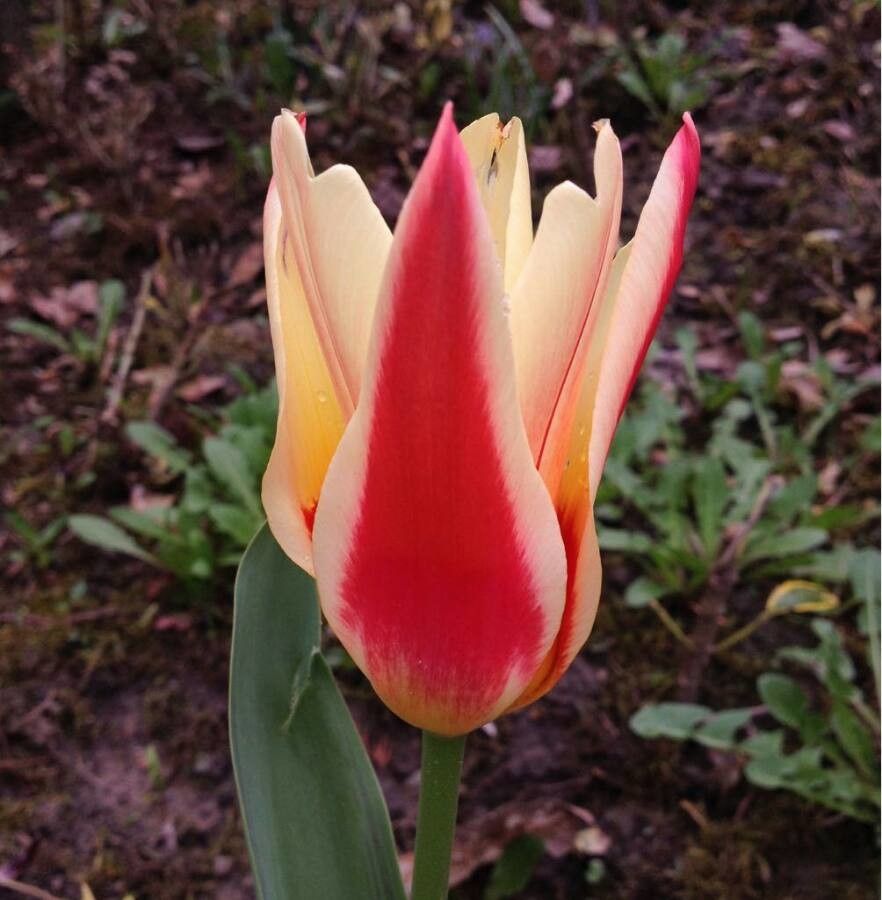 Tulipa kaufmanniana flower