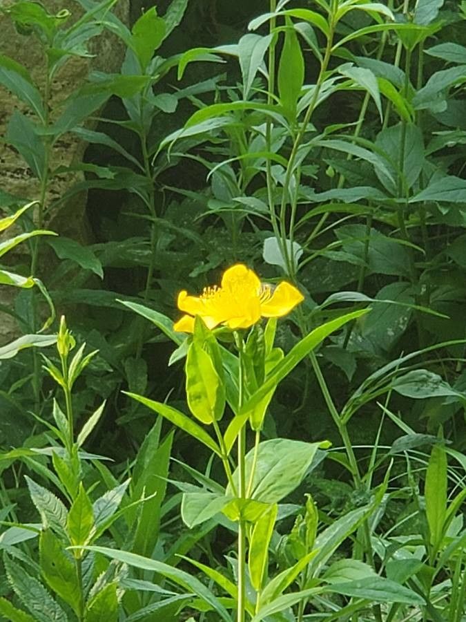 Hypericum ascyron flower
