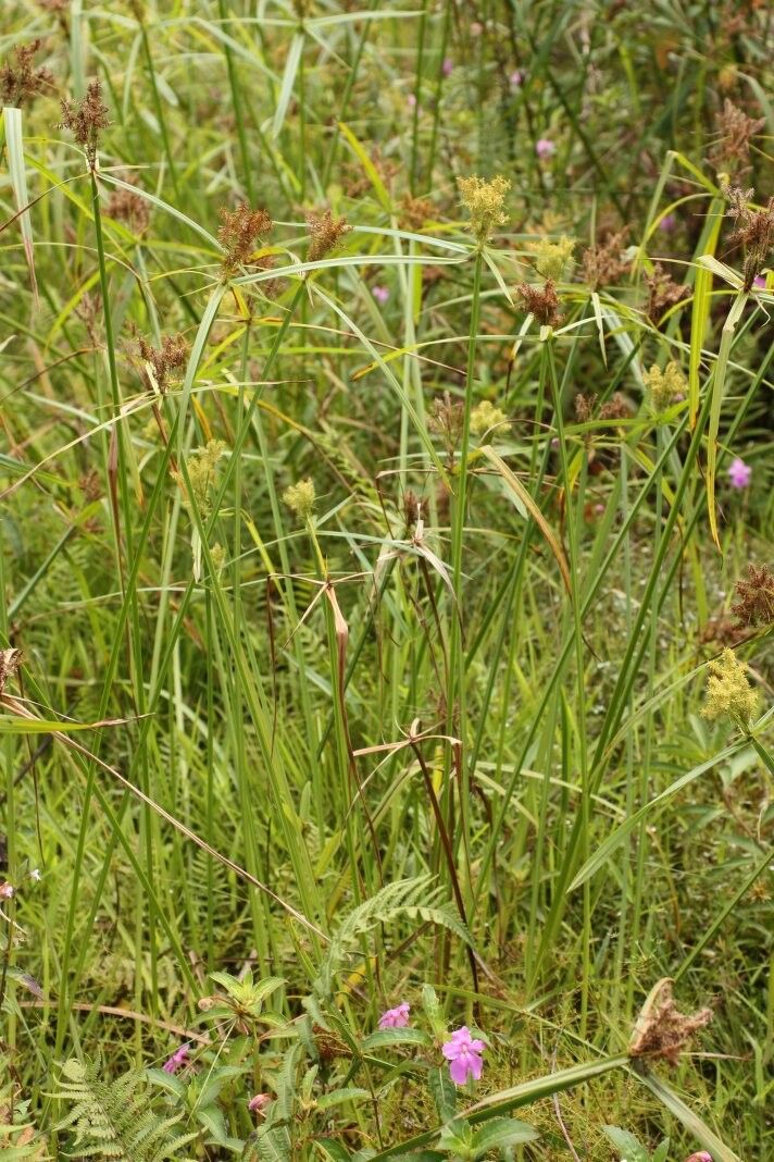 Cyperus pseudopilosus — houseplant care guide