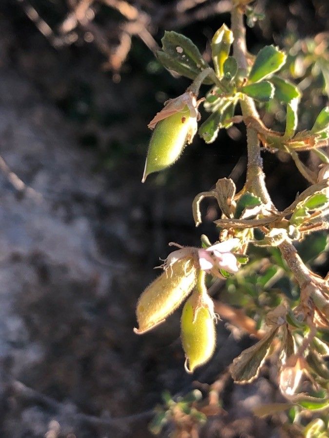 Ononis tridentata fruit