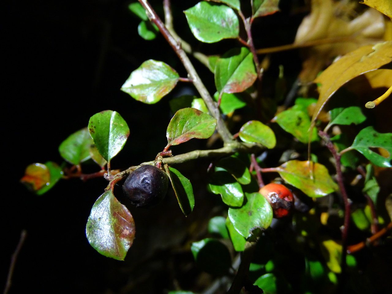 Cotoneaster adpressus fruit