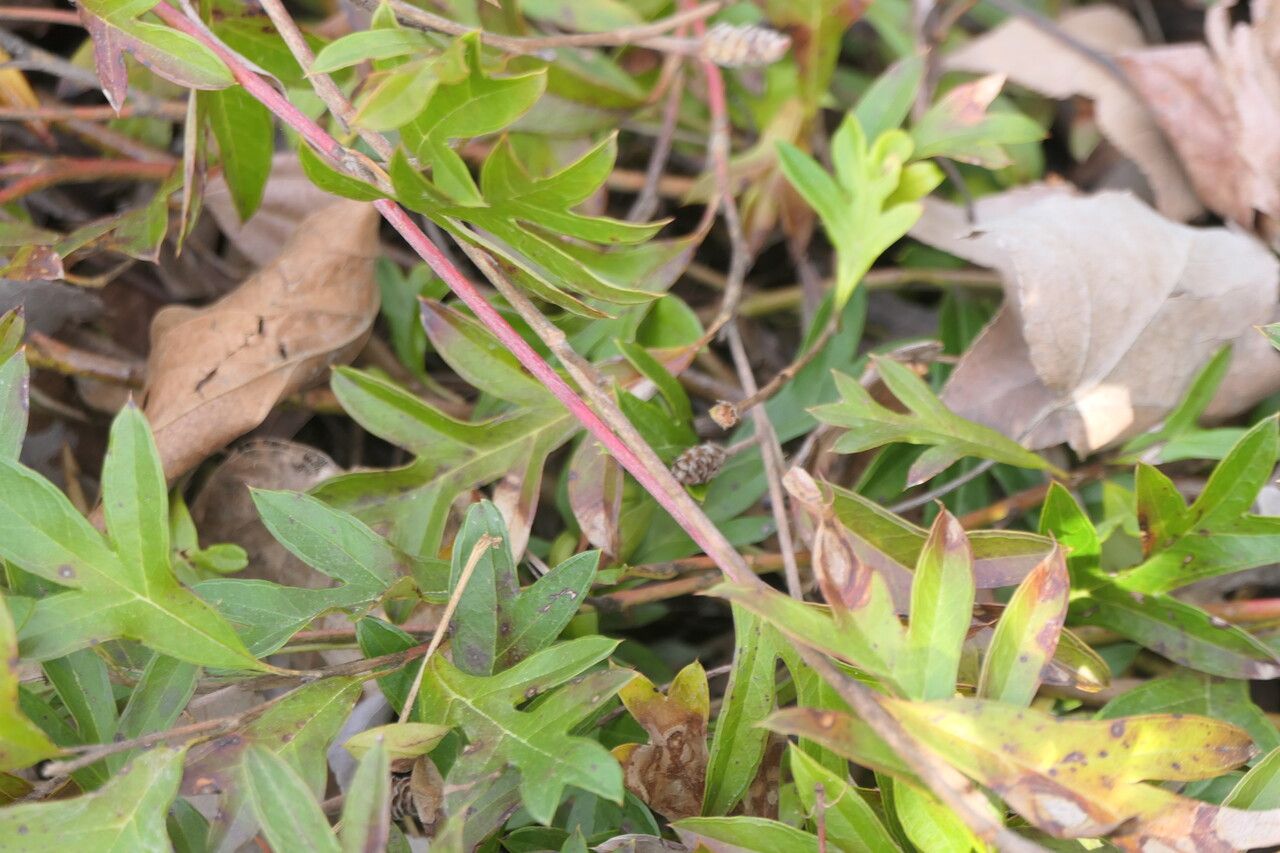 Grevillea × gaudichaudii bark