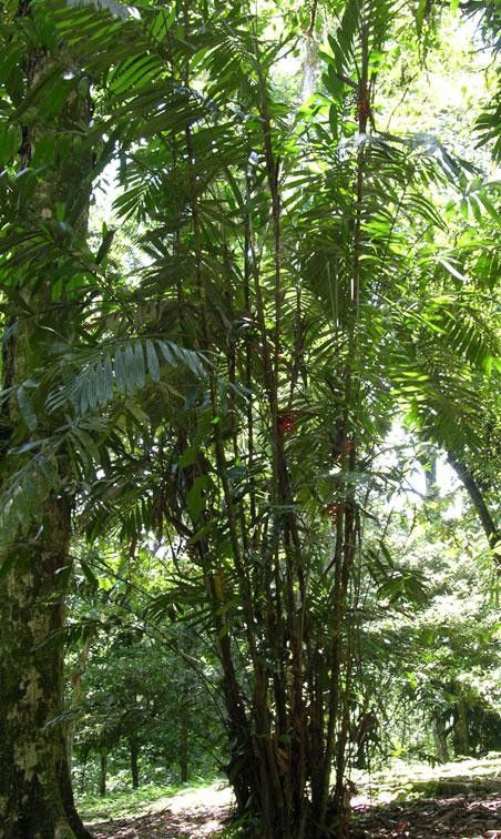 Bactris gracilior habit