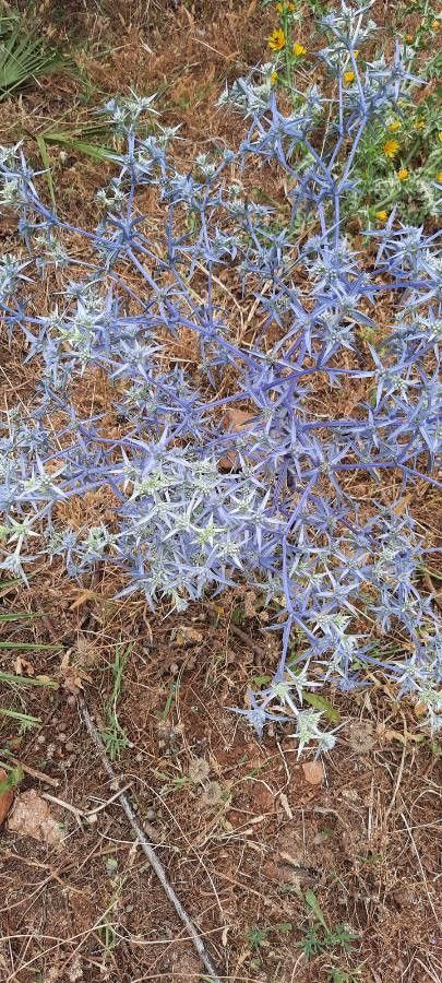 Eryngium triquetrum leaf