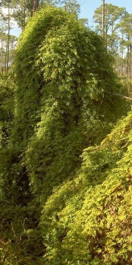 Lygodium microphyllum habit