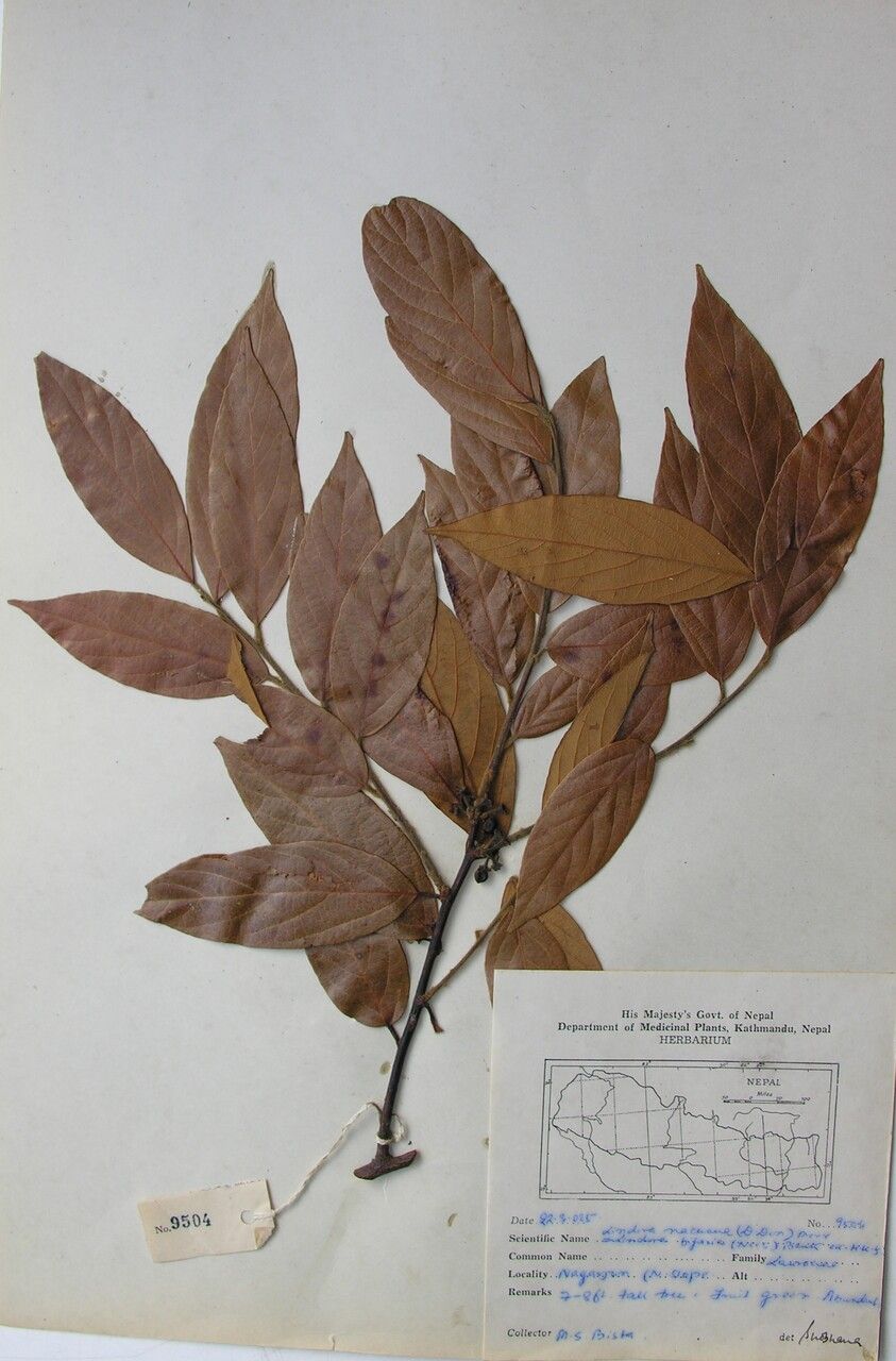 Lindera nacusua — search result for 'Lindera'