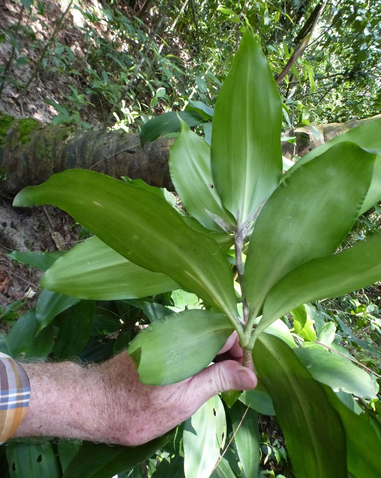 Dracaena ovata leaf