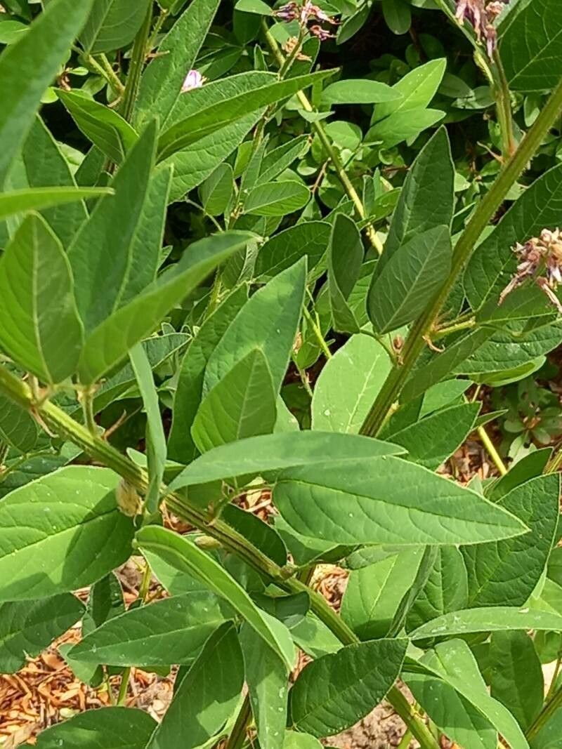 Desmodium canadense leaf