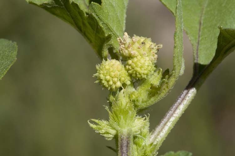 Xanthium chinense — related species from the same genus