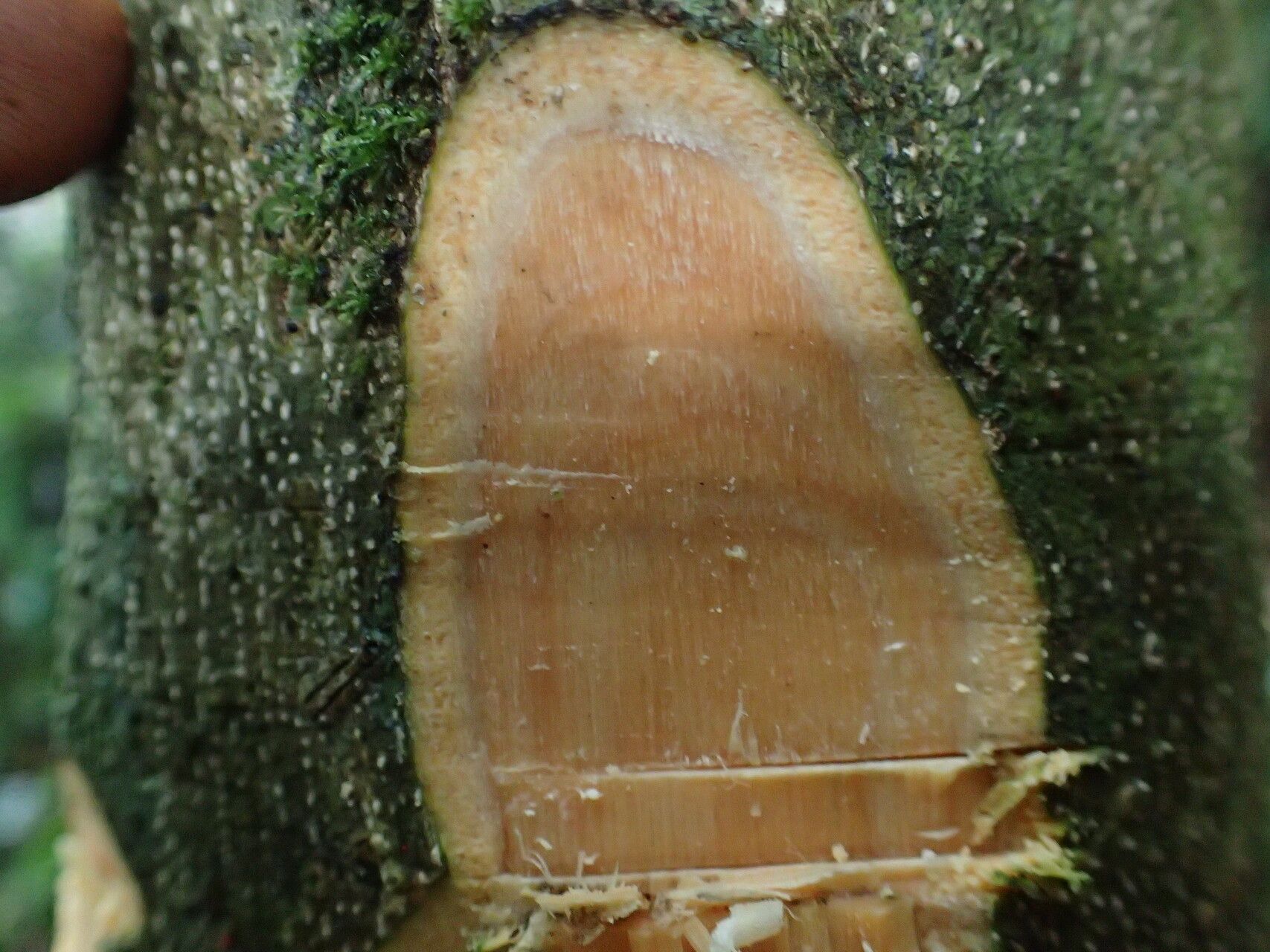 Drypetes klainei bark