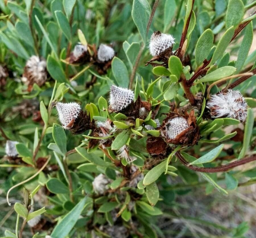 Globularia alypum fruit