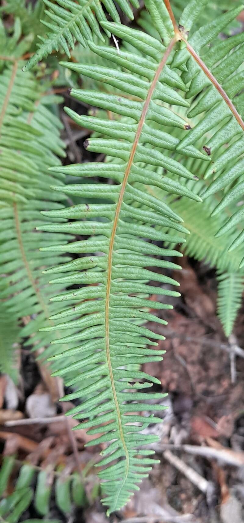 Dicranopteris pectinata — related species from the same genus