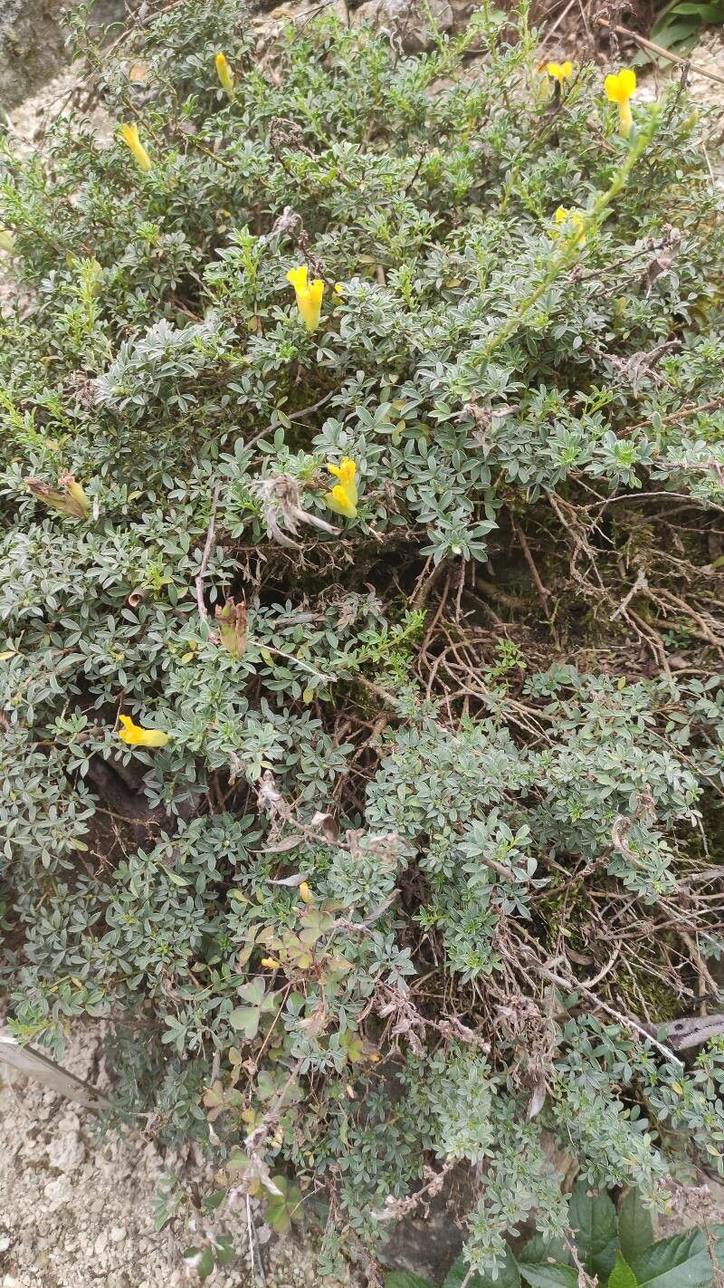 Cytisus wulfii habit