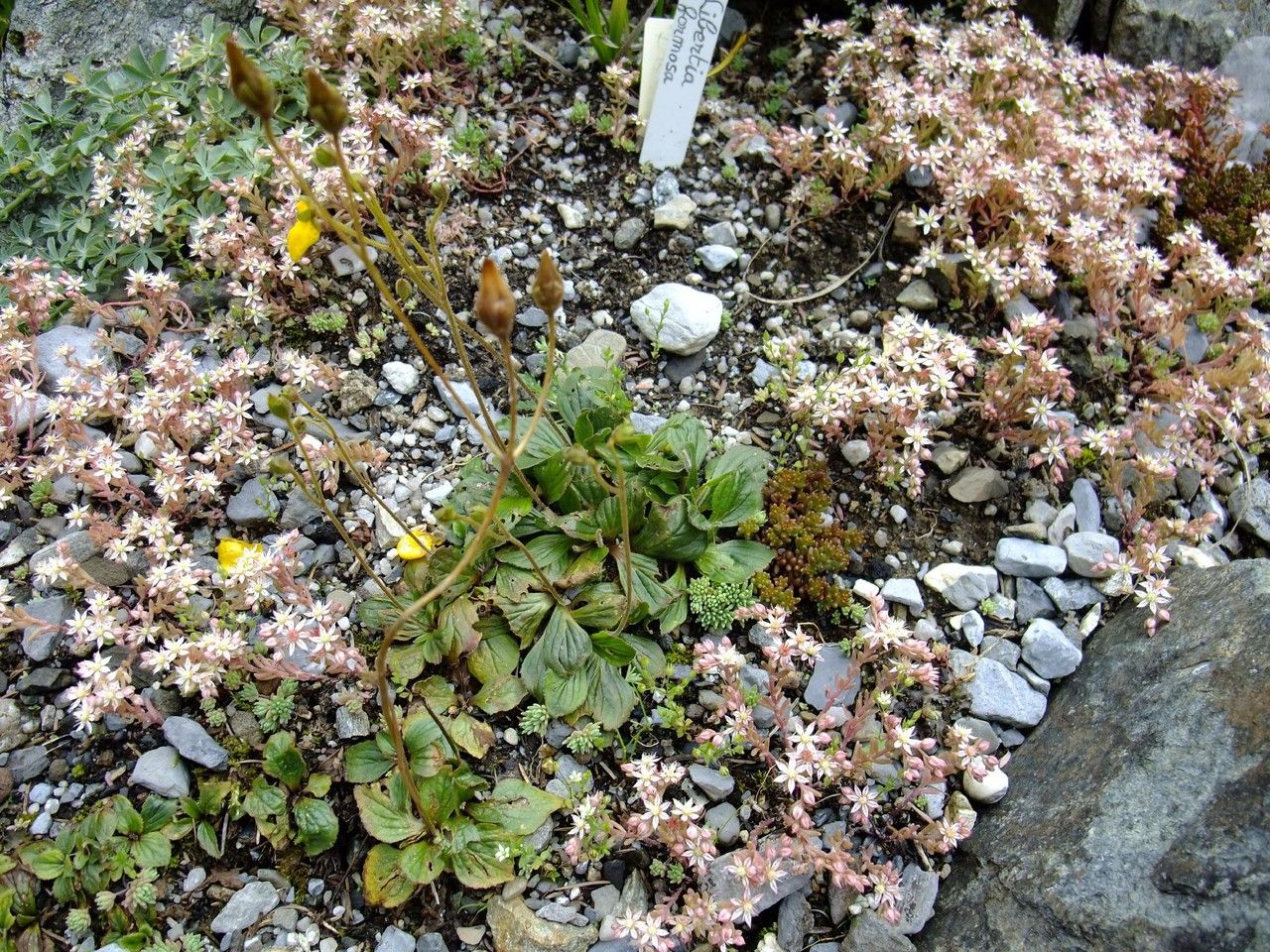 Calceolaria biflora habit