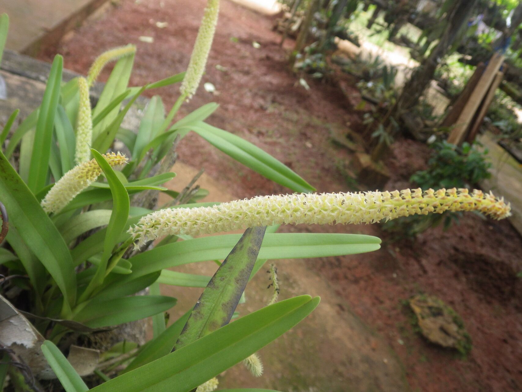 Polystachya polychaete — houseplant care guide