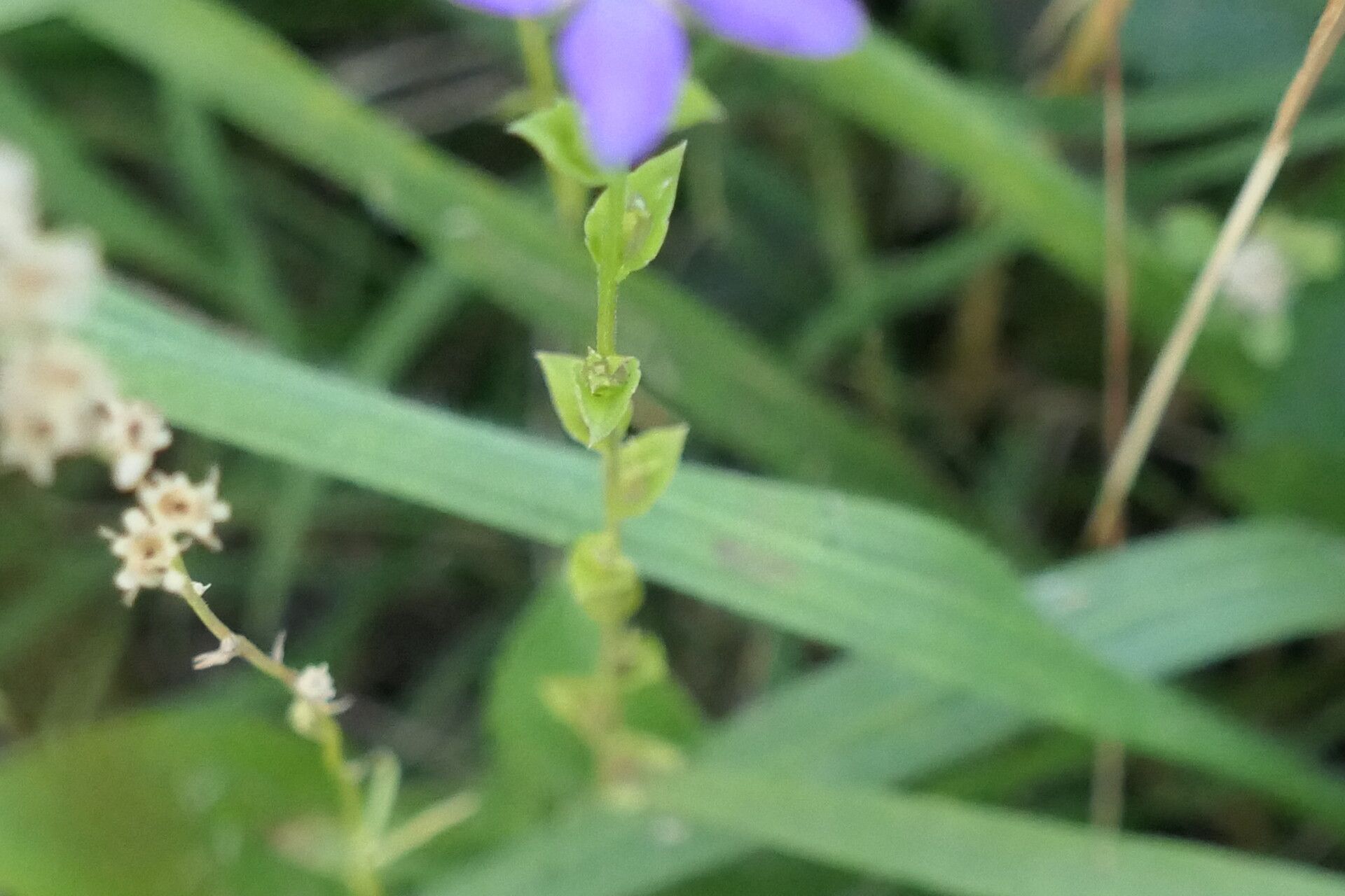 Triodanis biflora — related species from the same genus