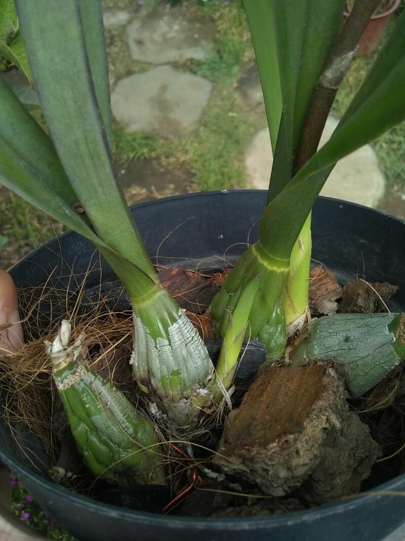 Encyclia pollardiana bark