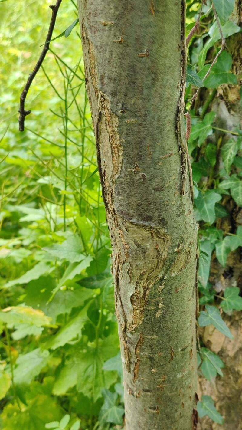 Sorbus hupehensis bark
