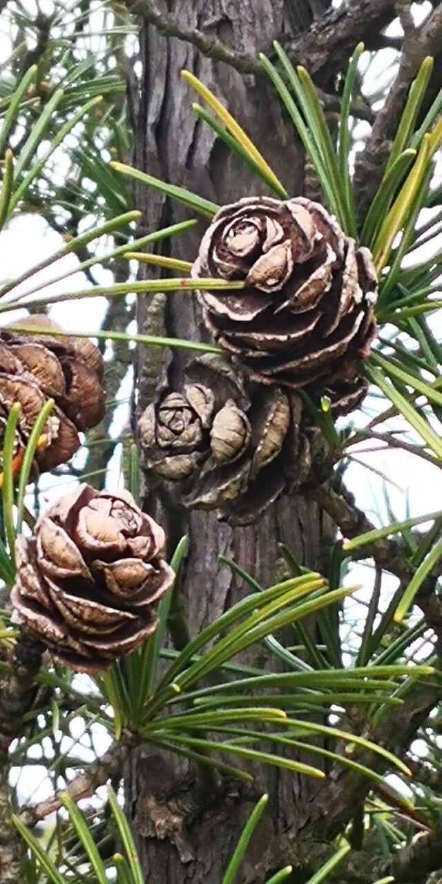 Sciadopitys verticillata fruit