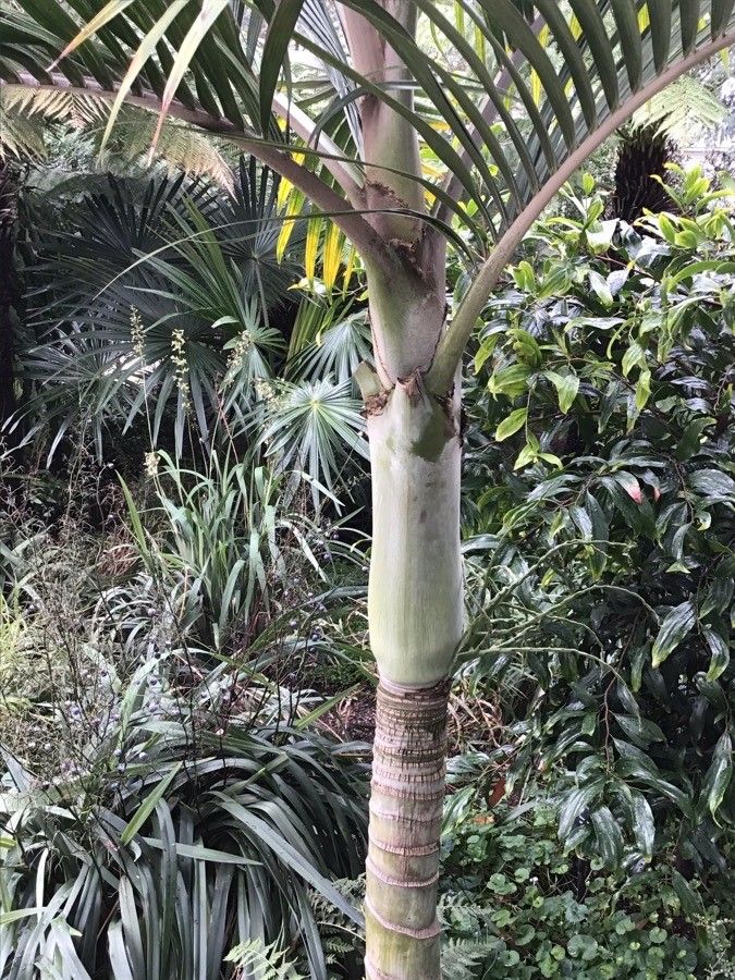 Hedyscepe canterburyana bark