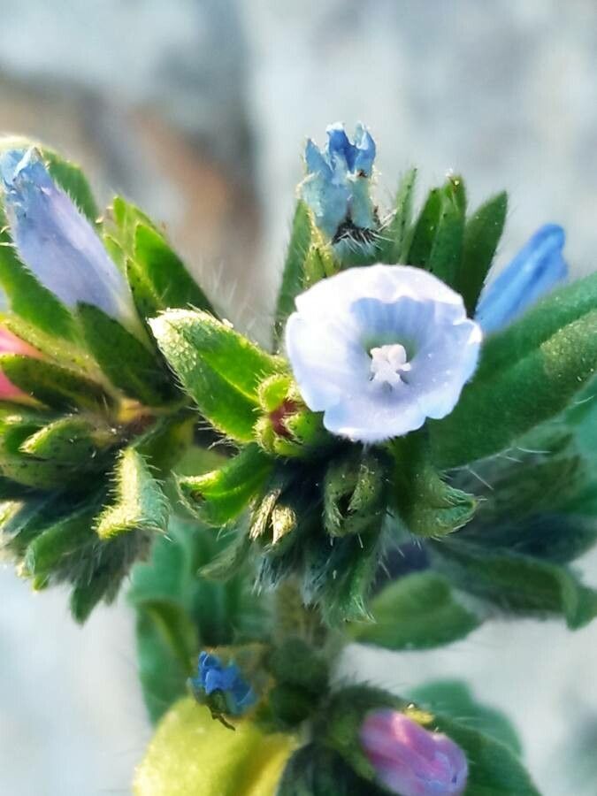 Echium calycinum flower