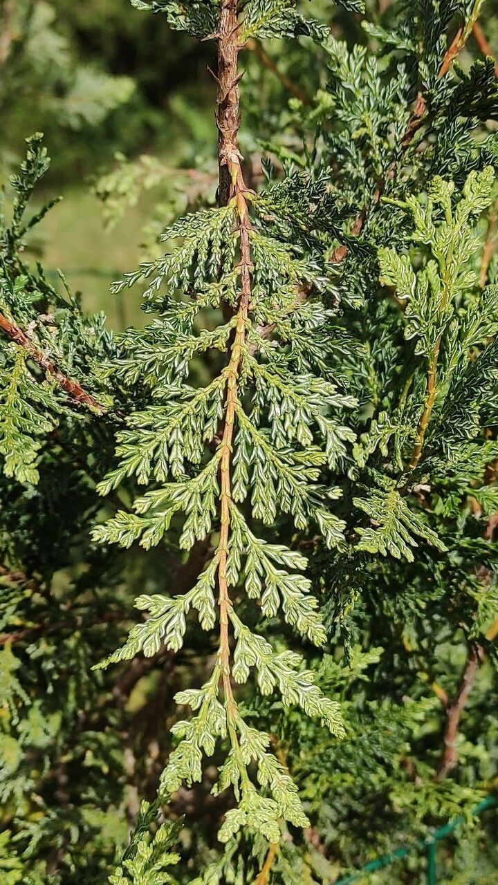 Austrocedrus chilensis leaf