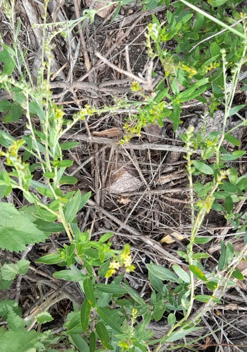 Euploca campestris habit