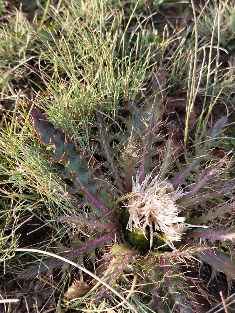 Cirsium esculentum — search result for 'Cirsium'